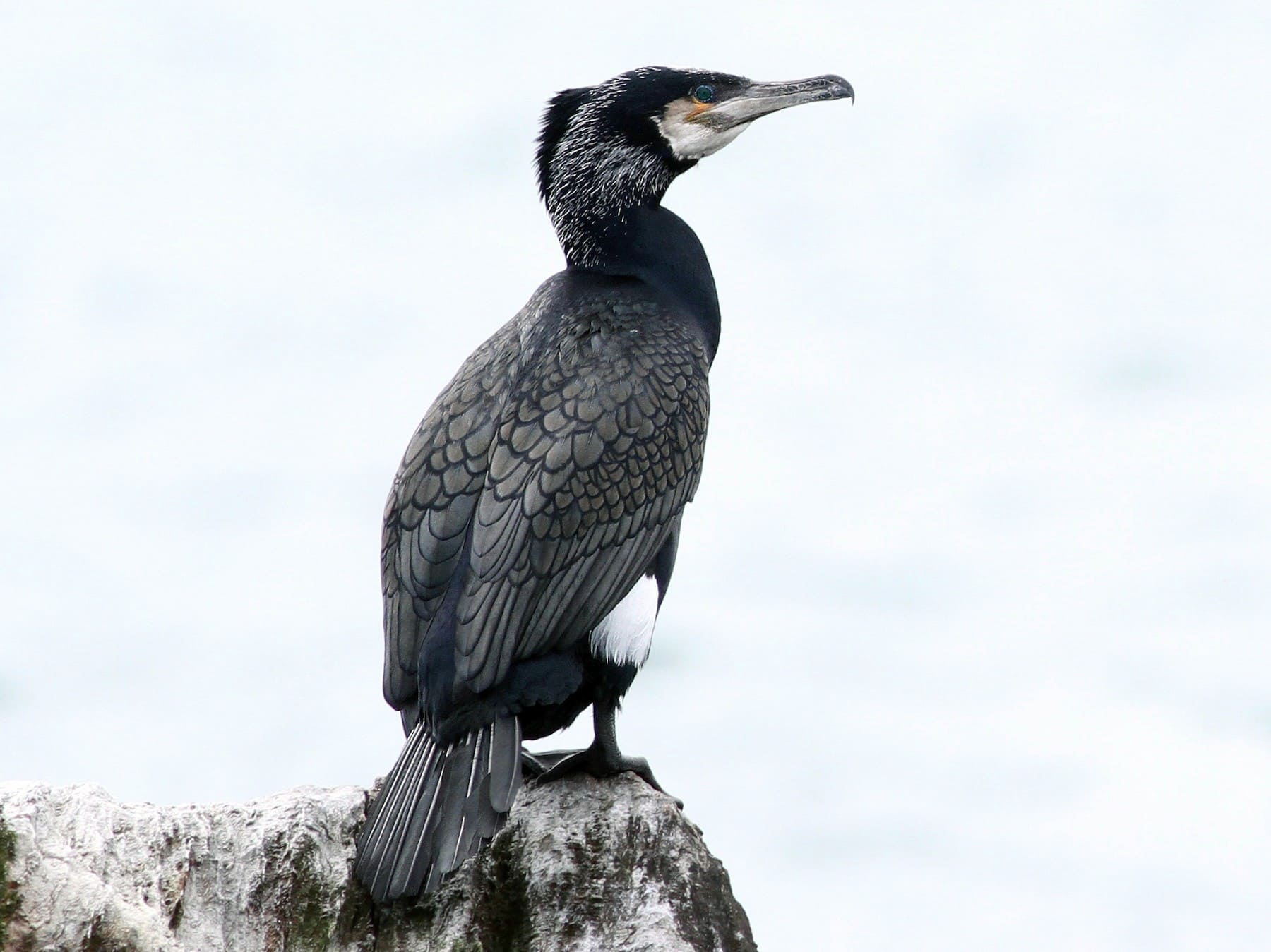 Great Cormorant